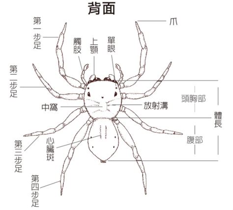 蜘蛛 腳 數目|很近很近看蜘蛛